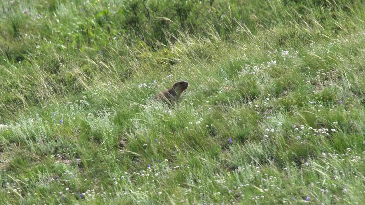Marmot Standing Alert in a Grassy Meadow