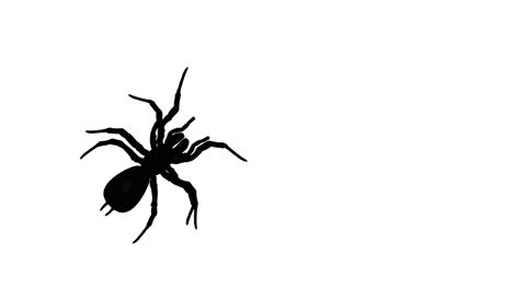 silhouetted spiders crawling on a white background