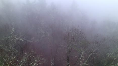 slow aerial push over treetops in heavy fog and foggy conditions, search and rescue or aircraft emergency landing