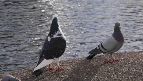 una paloma de color blanco y negro al sol con otras palomas durante el tiempo ventoso