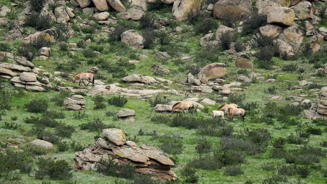 Cavalli di Przewalski al pascolo su un fianco di collina roccioso