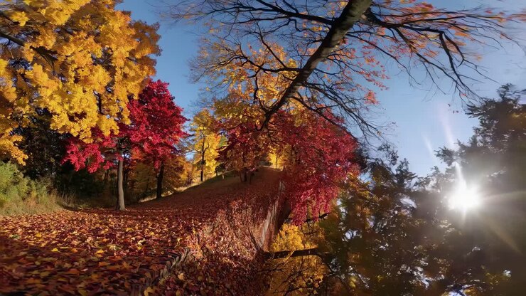 Autumn Trees with Red and Yellow Leaves