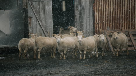 sheep in a snowy barn