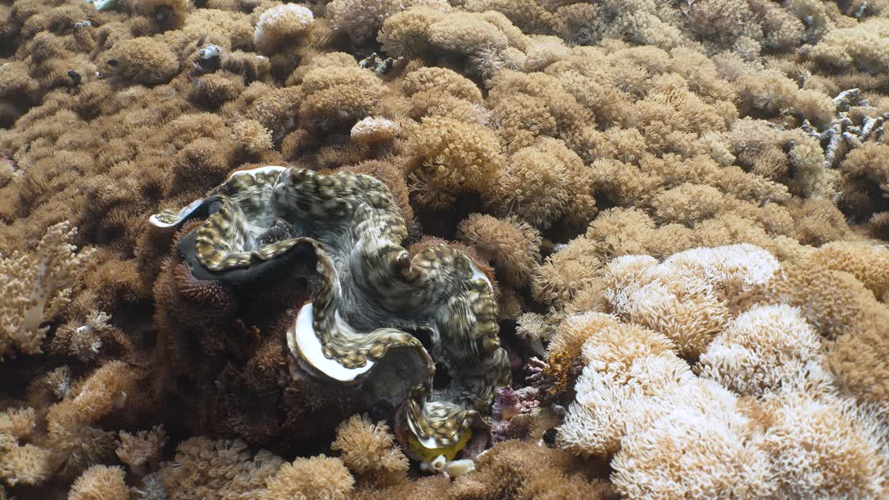 Giant sea clam between soft coral in slow motion in 4k