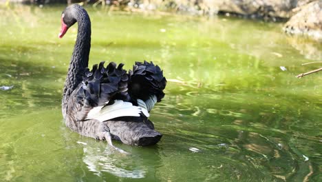 a black swan gracefully swims in a pond