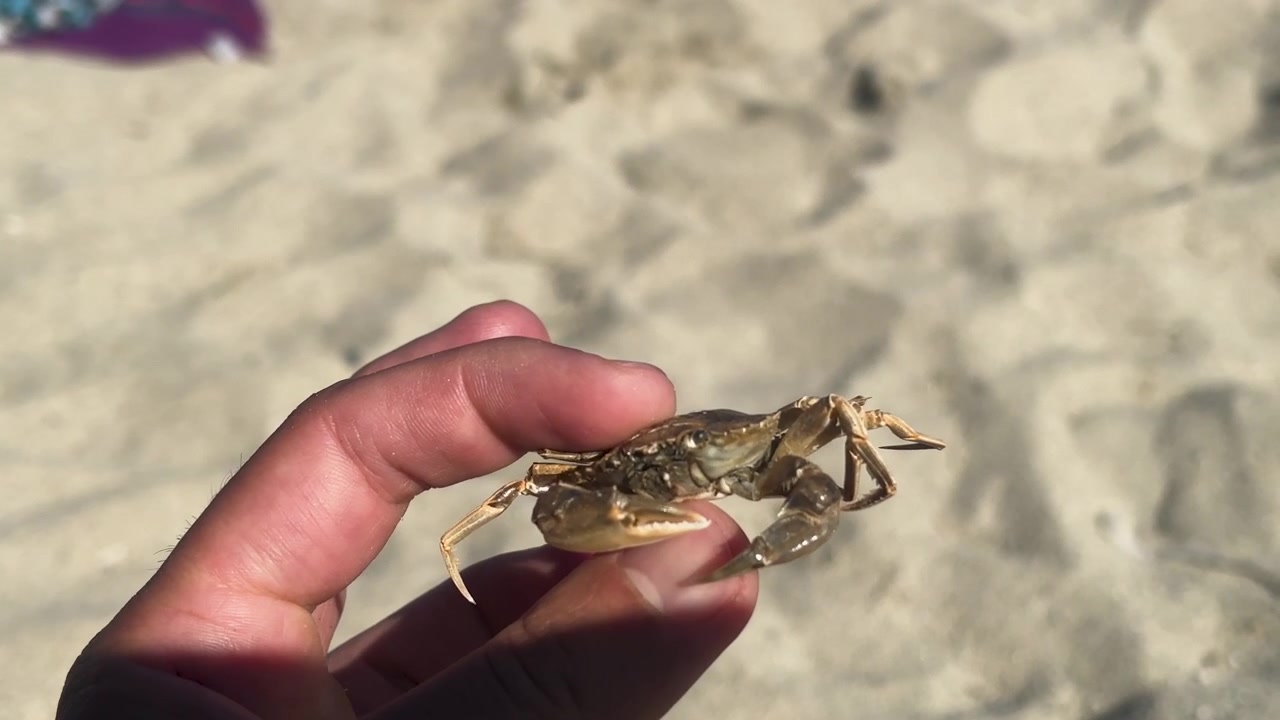 Hand Holding A Small Crab In The Beach - Close Up