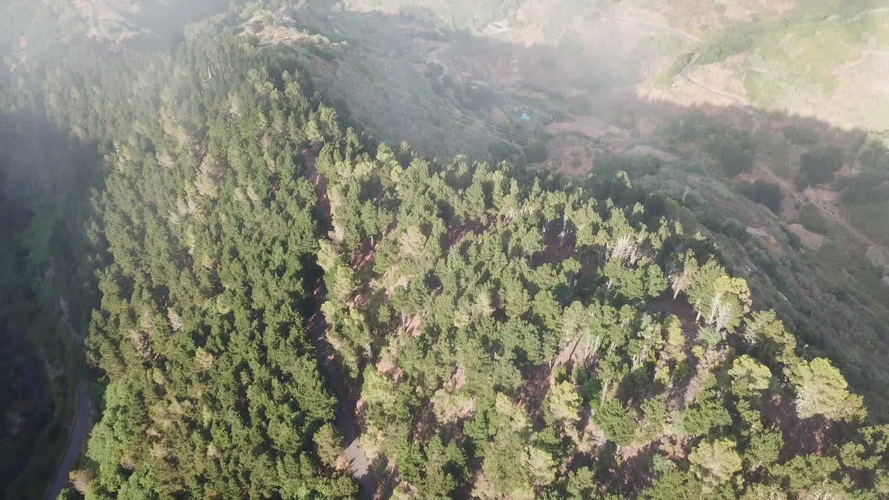 volando a través de las nubes: vista aérea sobre el bosque de pinos y pasando a través de las nubes durante la puesta de sol