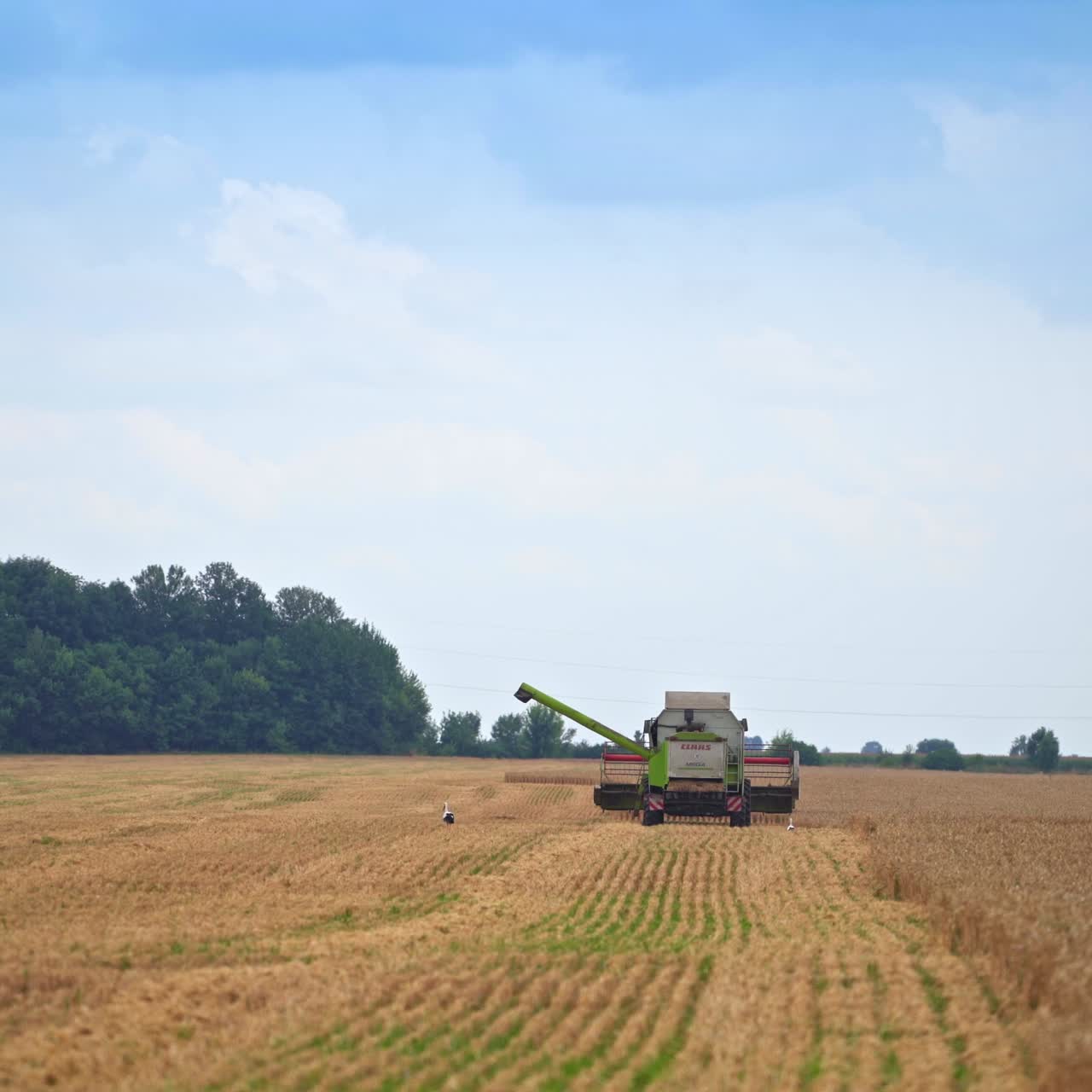Big combine gathering golden crops. Harvester machine working on a wheat field