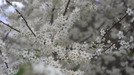 Flowers-of-the-cherry-blossoms-on-a-spring-day