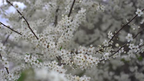 flowers of the cherry blossoms on a spring day