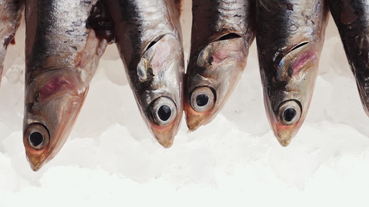 얼음에 담긴 신선한 안초비