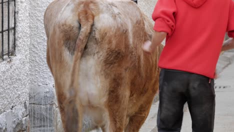 Young-shepherd-man-conducting-a-Oxen-on-street-during-a-traditional-festival,-encierro,-in-Spain