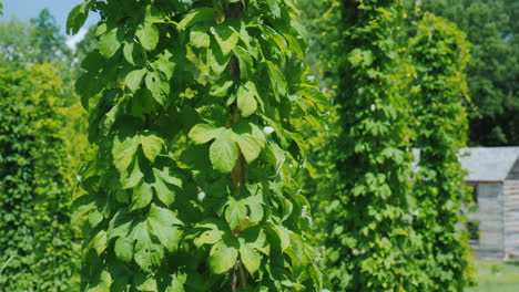 Hopfenfarm---Braurohstoffe-Grüner-Hopfen-Pflanzen-Kriechen-Entlang-Der-Säulen