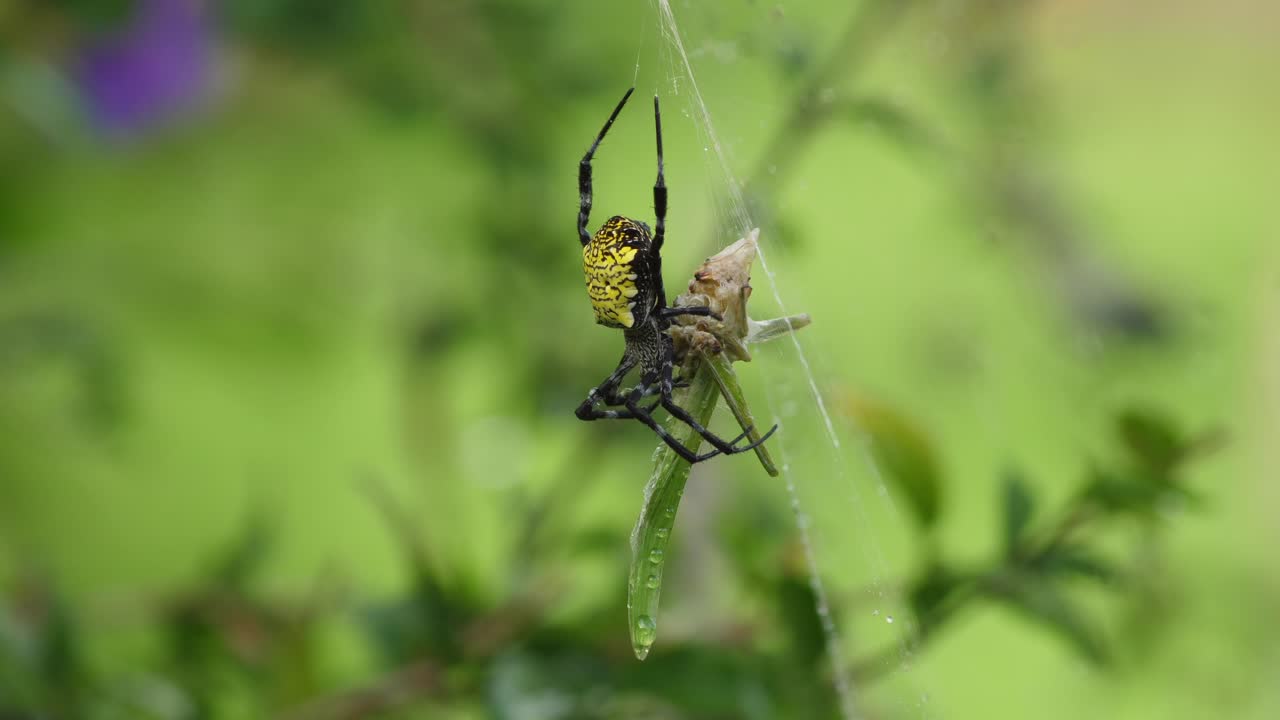 la araña tejedora de orbes se toma un descanso de envolver a su presa equilibrada en su red