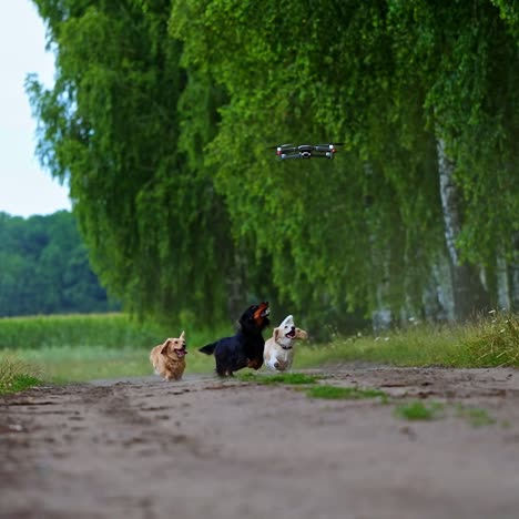 happy dogs running in summer. group of well-groomed pet dogs moving on the road to camera among green landscape. drone flying over the domestic animals.