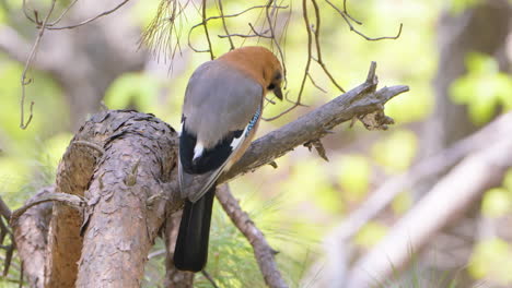 el jay eurasiático posado en un árbol