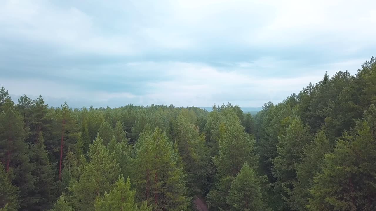 Aerial View of a Coniferous Forest