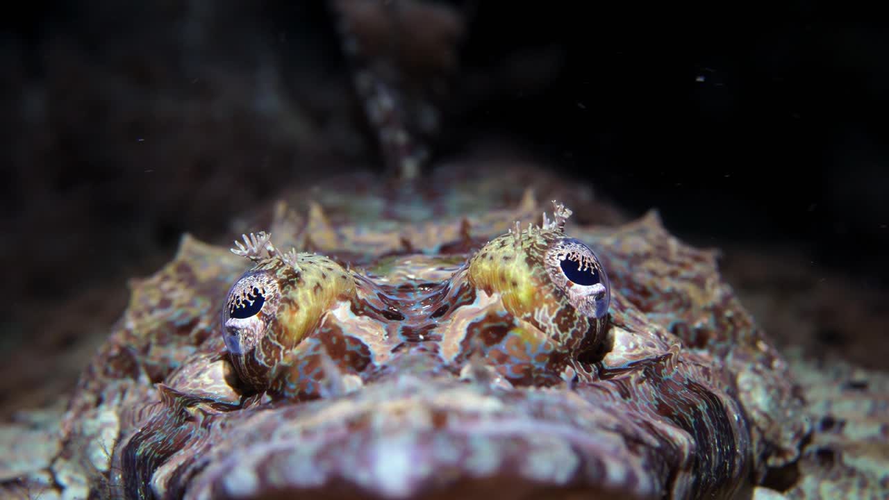 el pez cocodrilo cymbacephalus beauforti el pez gigante de cabeza plana de la bahía de manado indonesia 25fps 4k