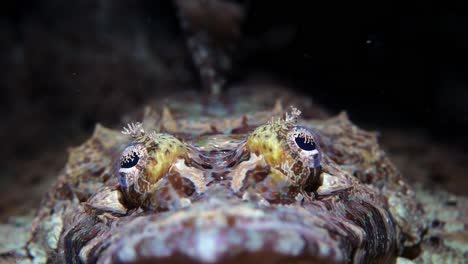 Krokodilfisch-Cymbacephalus-Beauforti-Riesenplattkopffisch-Manado-Bay-Indonesien-25fps-4k