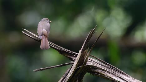 El-Papamoscas-Azul-De-La-Colina-Se-Encuentra-En-Un-Hábitat-De-Gran-Altura,-Tiene-Plumas-Azules-Y-Un-Pecho-Anaranjado-Para-El-Macho,-Mientras-Que-La-Hembra-Es-De-Color-Marrón-Canela-Pálido-Y-También-Con-Un-Pecho-Anaranjado-En-Transición