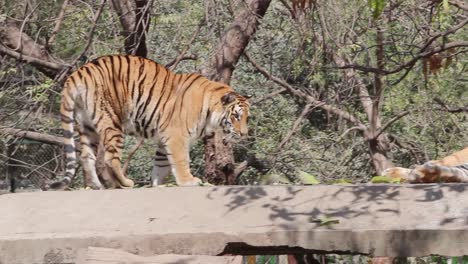 a big bengal tiger in zoo park in indore, india
