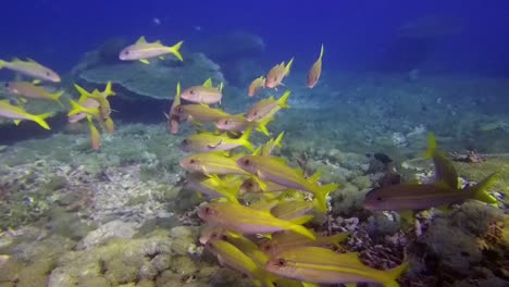 escolarización de pez cabra amarillo entre corales en el parque nacional de komodo, indonesia