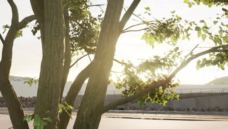 close-up of tree trunk with green leaves and sun shining through