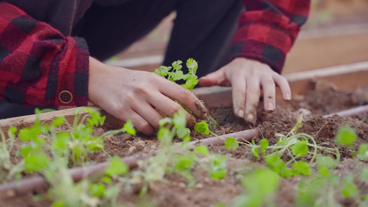 Mujer planta brotes de plántulas de vegetales verdes en un jardín comunitario o patio trasero. Voluntaria o jardinera cultivando plantas orgánicas en tierra fresca. Alimentos vegetarianos crudos. Estilo de vida sostenible.