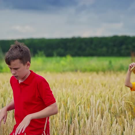 boys outdoors in summer. brothers walking on agriculture field and looking on the yellow spikelets. summer vacation and agriculture.