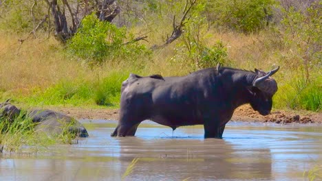 african cape buffalo on waterhole in kruger national park, south africa