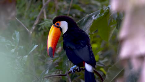 Un-Gran-Tucán-Toco-Arreglando-Cuidadosamente-Sus-Plumas-Con-Su-Pico-Mientras-Descansa-En-Una-Rama-En-La-Naturaleza