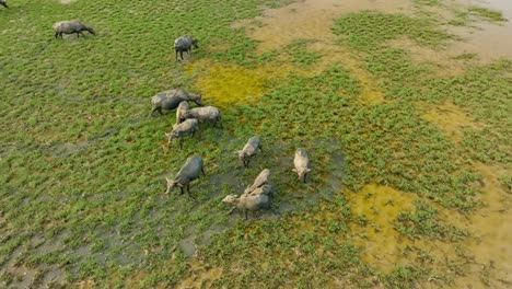 Vista-Por-Drones-De-Una-Familia-De-Búfalos-Bañándose-En-Mud--Nha-Trang,-Provincia-De-Khanh-Hoa,-Vietnam-Central