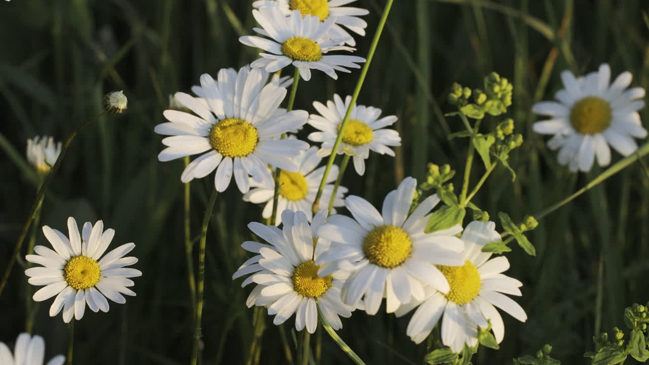 Маргаритки на поле