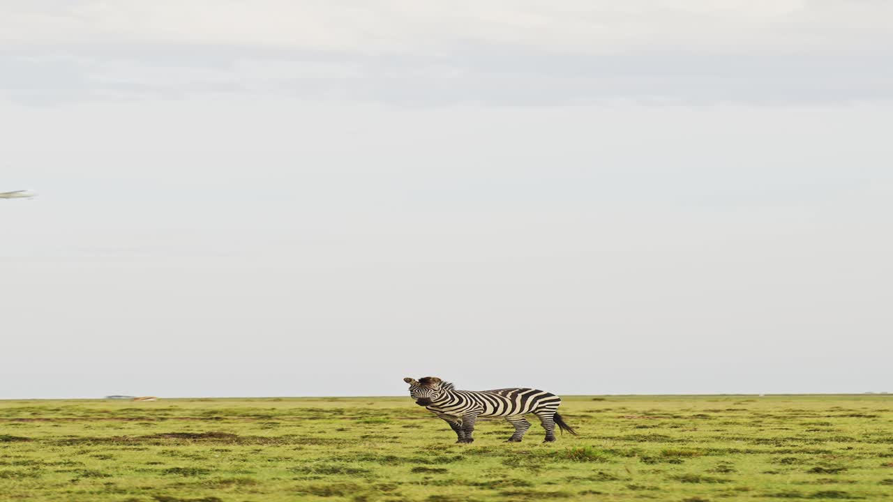 Vertical Zebra and Airplane on Safari in Africa, Aeroplane and African Wildlife Vertical Video for Social Media Instagram Reels and Tiktok of Zebra and Luxury Private Plane on Luxury Safari Holiday
