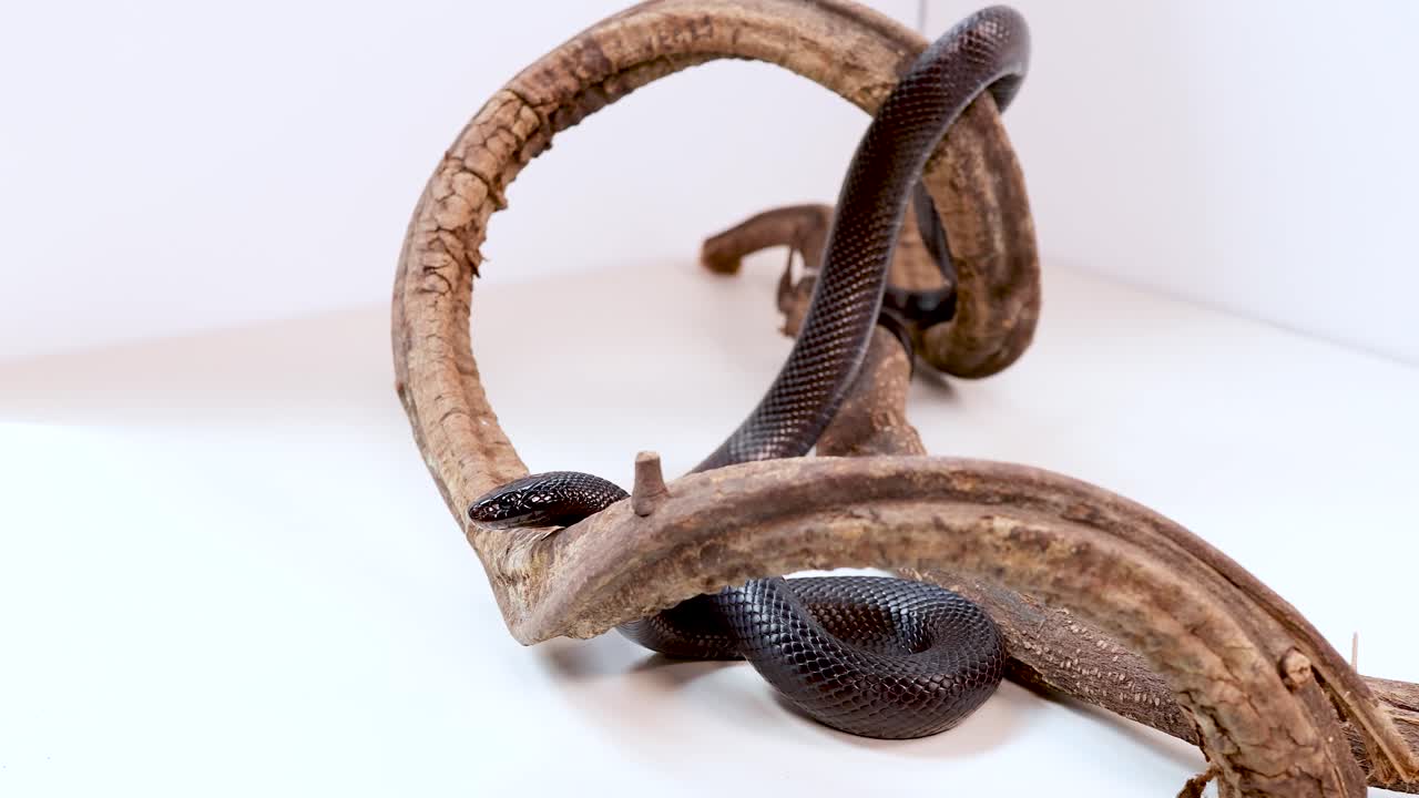 A Mexican Black Kingsnake moves gracefully through antlers in a well-lit, minimalistic setting