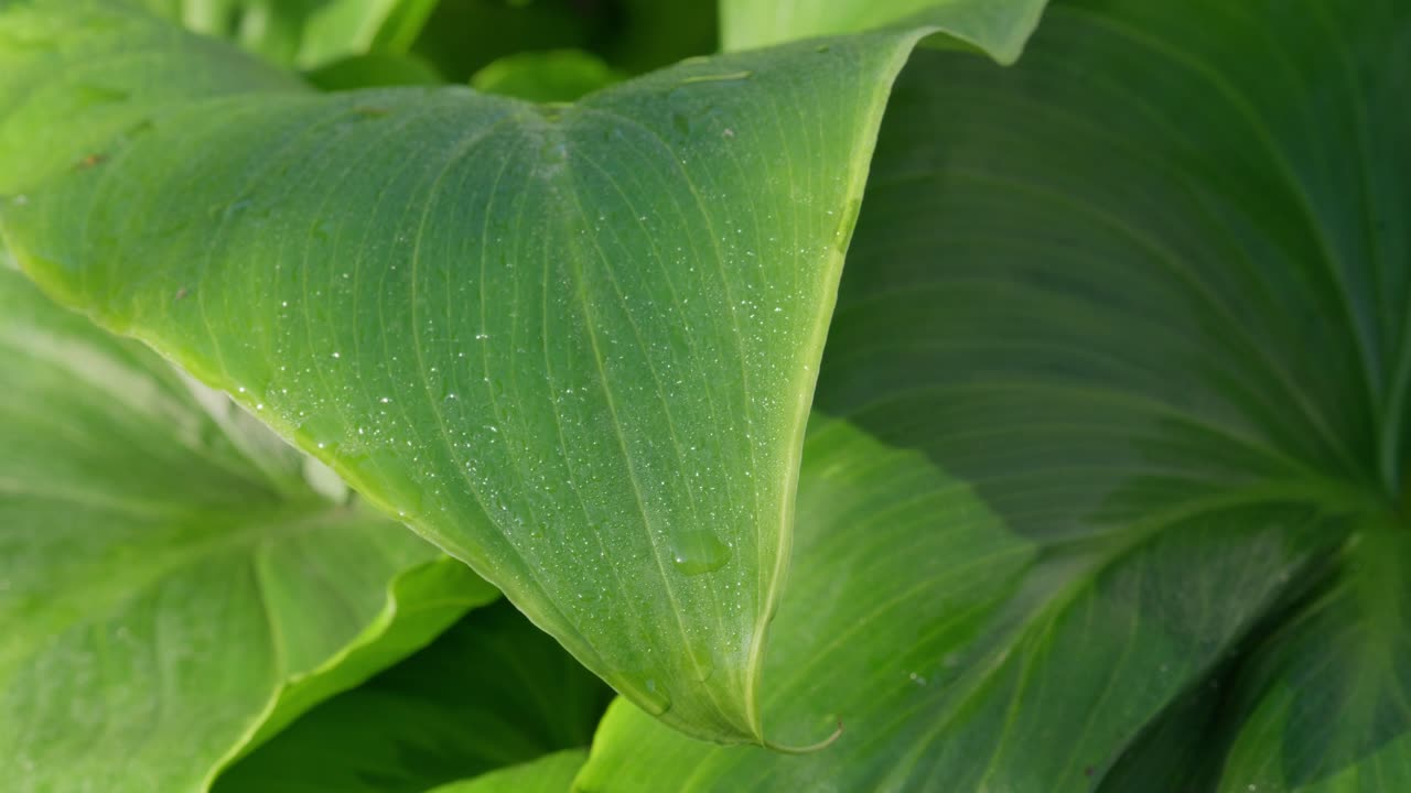 녹색 빛의 열대 잎