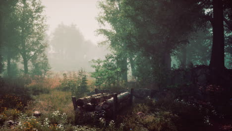 autumn forest scenery with rays of warm light