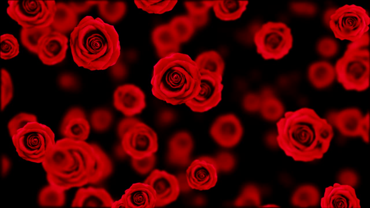 은 장미가 떨어집니다.