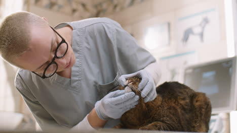 vet checking cat in clinic