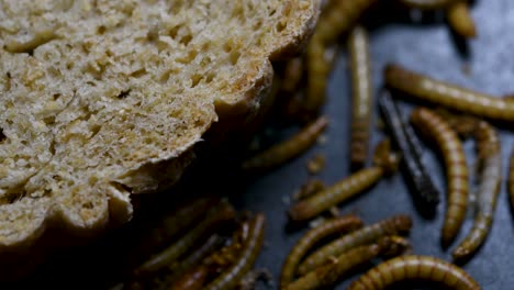 the mealworm is a species of darkling beetle used to feed pets like fish, snakes, birds, and frogs