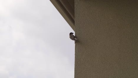 Bird-hanging-on-Hotel-wall