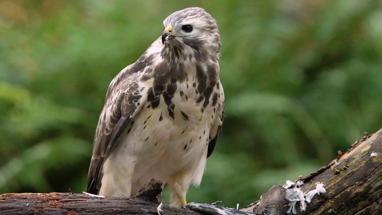cerca de ratonero común mordiendo presas sangrientas después de cazar en la naturaleza