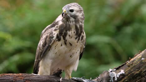 Nahaufnahme-Des-Mäusebussards,-Der-Nach-Der-Jagd-In-Der-Natur-Blutige-Beute-Beißt