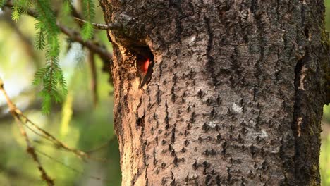 great spotted woodpecker arrives with insect in beak and enters nest hole to feed chicks inside tree