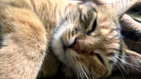 hermoso hocico de gato