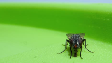 fly sitting on box and sucking_micro lens