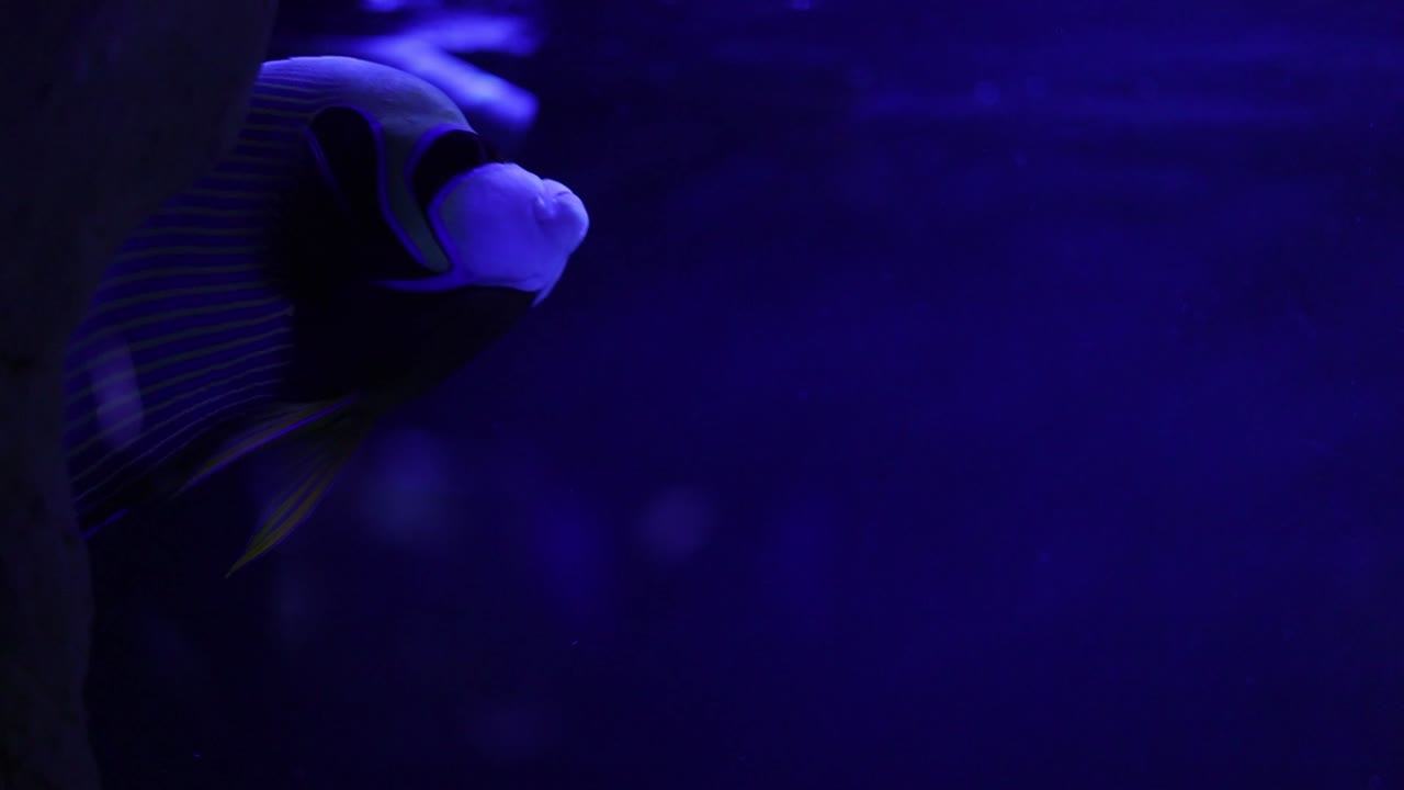 pez ángel en un acuario