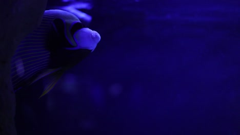 angelfish in an aquarium