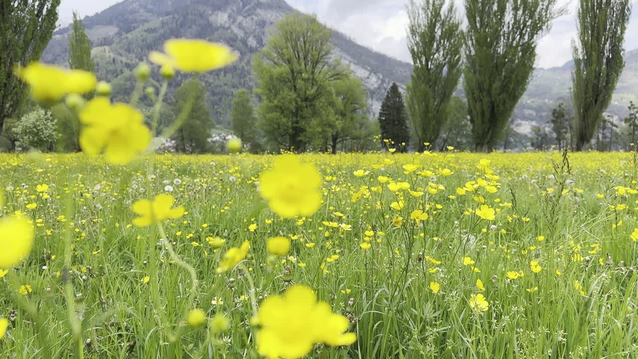 Close-up view of a yellow flower field with breeze and trees in the background