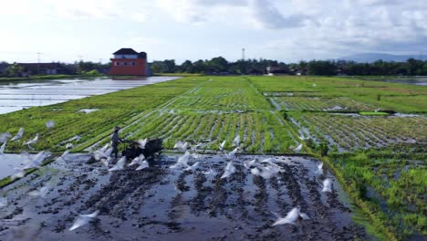 Asian-Farmer-Cultivating-Paddy-Field-With-Storks-In-Bali,-Indonesia